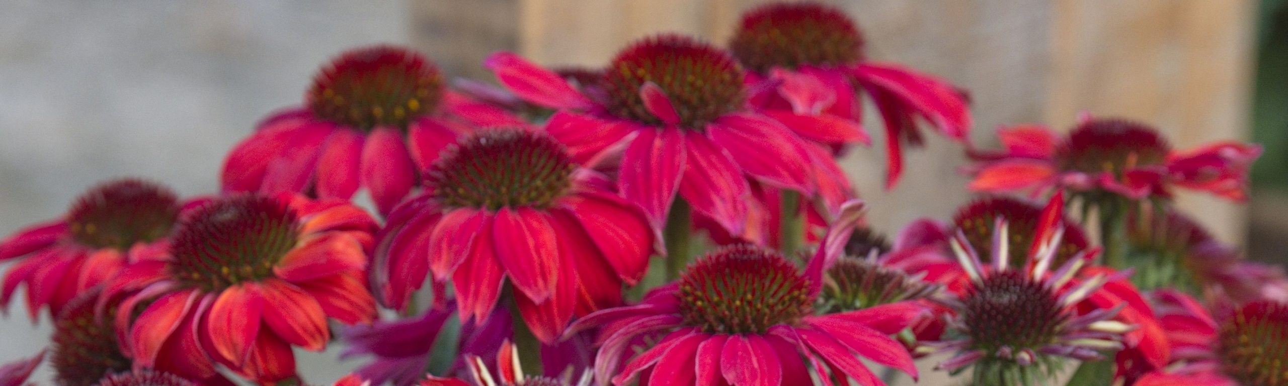 Echinacea SunMagic Vintage Ruby Gardening Solutionz