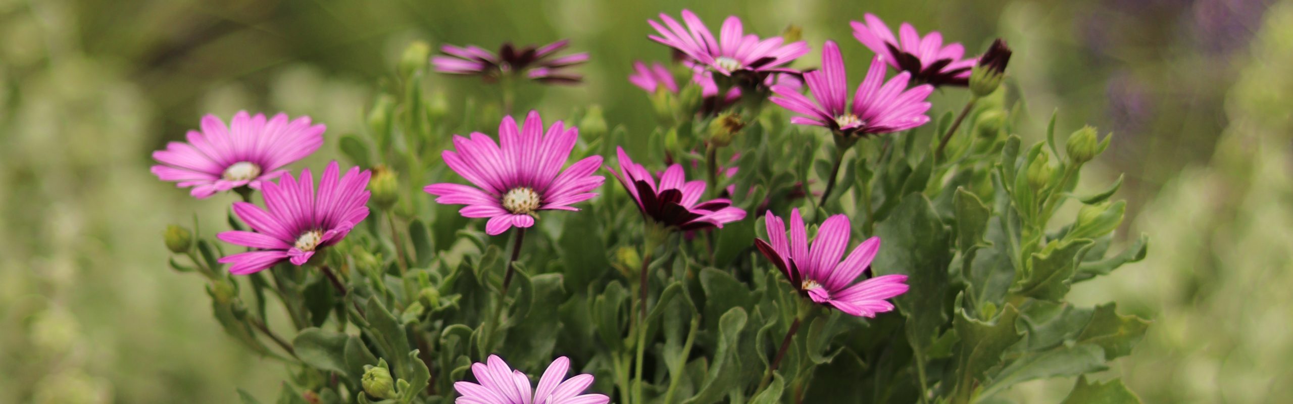 Cape Daisy Eye Catcher Purple - Gardening Solutionz