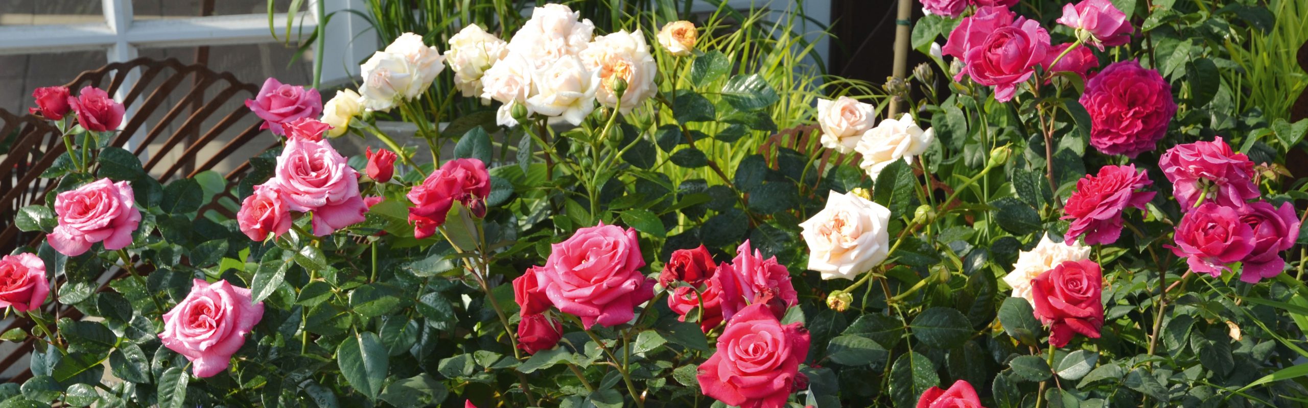 Showpiece Roses - Gardening Solutionz